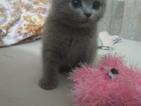 British shorthair bebeğimize yuva arıyoruz