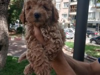 Pet eğitimli poodle yavrular