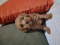 Minik ama sevgi oldu maltipoo bebekler