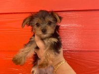 Kaliteli Yorkshire Terrier Yavruları