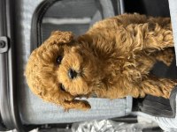 Toy Poodle Güzelliği