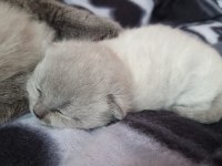 Scottish fold blue point yavrular