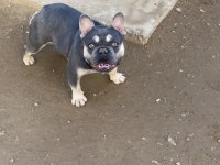 LİLAC & TAN FRENCH BULLDOG ERKEĞİMİZ EŞLEŞMEYE AÇIK