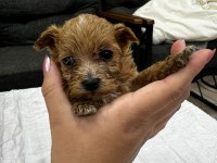 Maltipoo bebekler