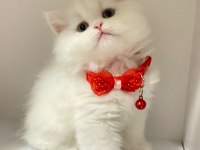 55 günlük British Longhair dişi ve erkek yavrular