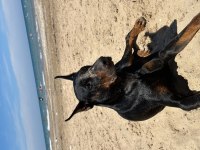 Doberman yer sıkıntısından dolayı sahiplendiriyorum