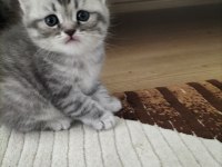 3 aylık british yavrumuz sahibini bekliyor