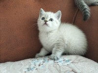 Beyaz british shorthair yavrular