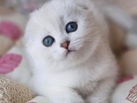 Saf Kan En Kaliteli Ns1133 Scottish Fold Shorthair