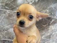 Elma Kafa Tea Cup Chihuahua