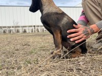Malinois koyu renk sevenlere