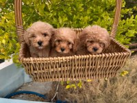 kore poodle ve poodle yavrularımız yeni yuvasını be