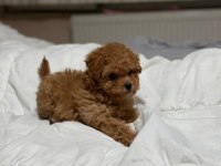 Teddy Face Poodle 