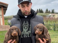 Şampiyon üreticiden geleceğin yıldızları dobermanlar