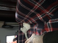 Oyuncul akıllı ve uslu scottish fold