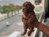 Saf kan toy poodle