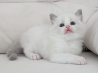 Full şecereli ragdoll yavruları