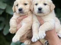 Golden Retriever Yavruları