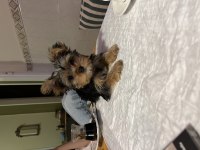 Yorkshire terrier