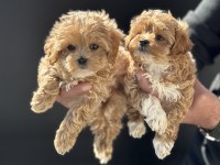 Yasal ruhsatlı çiftlikde ziyarete açık maltipoo lar