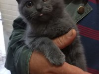 British shorthair yavrumuz