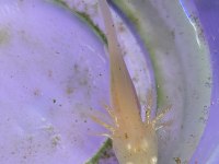 axolotl yavrularım
