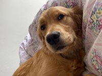 Safkan golden retriever oğlumuza dişi arıyoruz