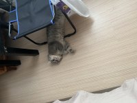 Kısır dişi kedi aranıyor