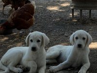 2 Adet Dişi Akbaş 2 Aylık Yavru