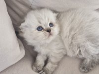 Sevgi Dolu Yuvalarını Arayan 3 British Longhair Yavru