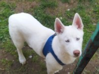 Husky 6 aylık köpeğimiz