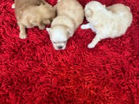 Güzel pekinez bebekler yeni yuvalarını arıyor