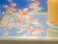 Oranda balıklarımız