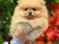 Safkan orjinal pomeranian boo şecereli yavrular