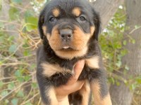 Rottweiler Yavrularımız