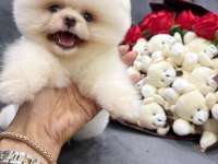 Orjinal Pomeranian Boo
