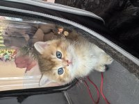 Ny12 yavru british longhair sarı renkli