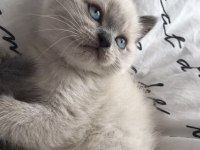 SAFKAN BLUE POİNT MAVİ GÖZ BRİTİSH ERKEK