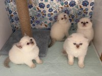 A kalite scottish fold yavrularımız yeni yuvasına hazır