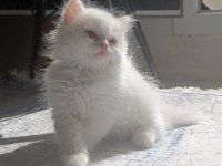 Kar Beyazı A kalite pofuduk yavrum