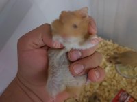6 adet hamster