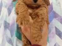 TOY MALTİPOO YAVRULARIMIZ