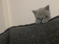 A kalite british shorthair yavrular sahiplendirilecektir