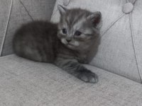 Yavru british longhair