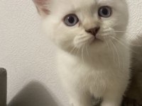 Golden Point British Shorthair Yavruma Yuva