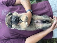 A Kalite Alman Çoban Köpeği Yavruları