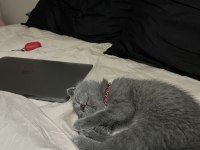 Scottish fold 4 aylık