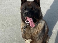 Amerikan akita 1,5 yaşında