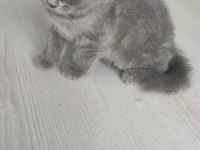 British longhair saf ırk 1 erkek ve 1 dişi