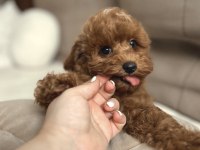 Tuvalet eğitimli maltipoo yavrular